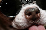 ...and the chihuahua II - Lunch Time Theater
